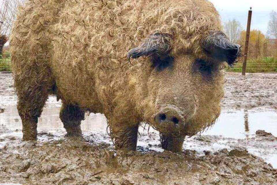 Le cochon de laine, Mangalica